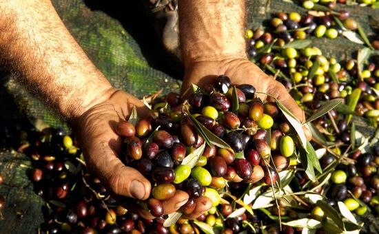 İZNİK ZEYTİN HASADI VE BURSA TURU