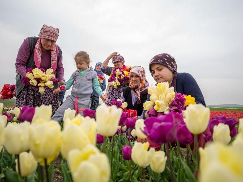 ÇUMRA LALE TARLALARI FESTİVALI TURU GÜNÜBİRLİK