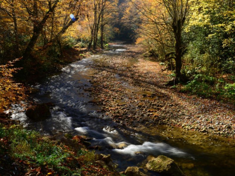 GRUP YENİCE ORMANLARI ŞEKER KANYONU TURU 